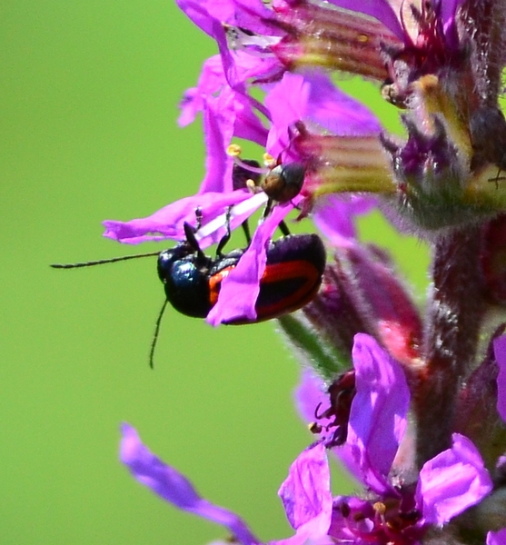 Chrysomelidae  da Id.